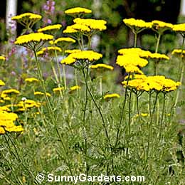 Achillea x taygetea, Yarrow, Milfoil, Achillea 'Taygetea'