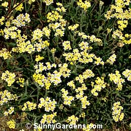 Achillea tomentosa, Woolly Yarrow