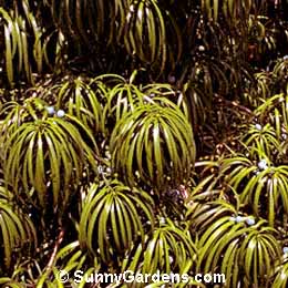 Podocarpus henkelii, Long-Leafed Yellowwood, Falcate Yellowwood