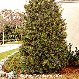 Podocarpus macrophyllus, Southern Yew, Buddhist Pine, Japanese Yew