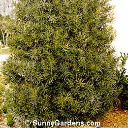 Podocarpus macrophyllus maki, Shrubby Yew