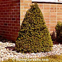 Taxus cuspidata, Japanese Yew