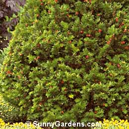 Taxus cuspidata, Japanese Yew