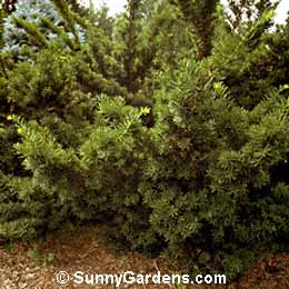 Taxus cuspidata, Yew