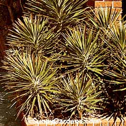 Yucca aloifolia, Spanish Bayonet