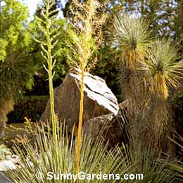 Yucca elata, Soap Tree, Soap Weed