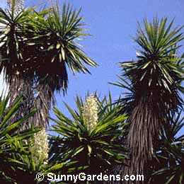 Yucca elephantipes, Spineless Yucca