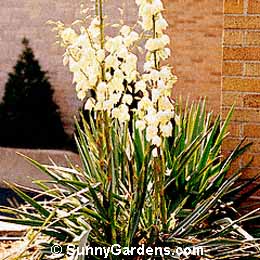 Yucca filamentosa, Adam's Needle Yucca, Desert Candle
