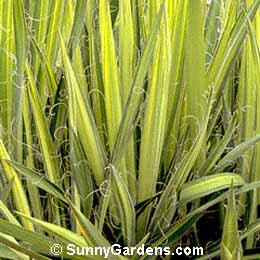 Yucca filamentosa