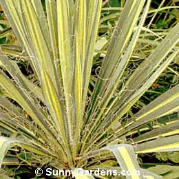 Yucca filamentosa, Adam's Needle, Yucca smalliana