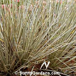 Yucca glauca, Soapweed