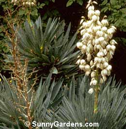 Yucca gloriosa, Spanish Dagger, Roman Candle, Palm Lily