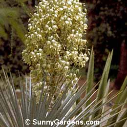 Yucca rigida