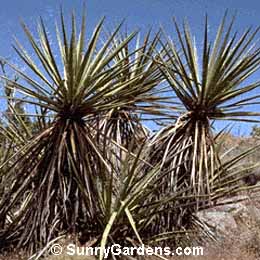 Yucca schidigera