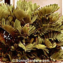 Zamia furfuracea, Cardboard Palm