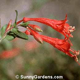Epilobium canum latifolium, California Fuchsia, Zauschneria latifolia, Hummingbird's Trumpet