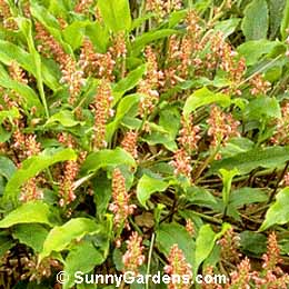 Zingiber officinale