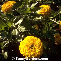Zinnia, Youth In Old Age