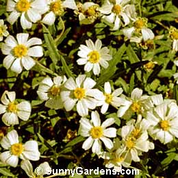 Zinnia acerosa, Zinnia pumila, Youth In Old Age