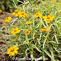 Zinnia angustifolia, Narrow-leaved Zinnia, Zinnia linearis, Youth In Old Age, Zinnia haageana