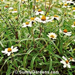Zinnia angustifolia, Narrow-leaved Zinnia, Youth In Old Age, Zinnia haageana