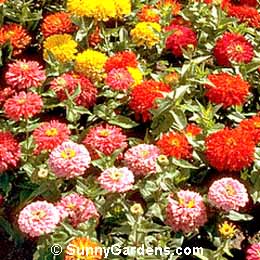 Zinnia elegans, Youth In Old Age