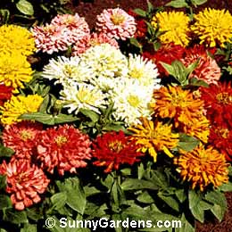 Zinnia elegans, Youth In Old Age