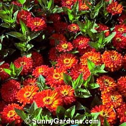 Zinnia elegans, Youth In Old Age