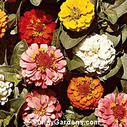 Zinnia elegans, Youth In Old Age