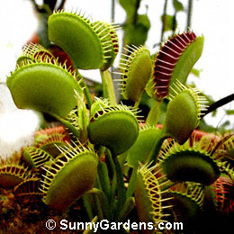 Dionaea muscipula, Venus Flytrap