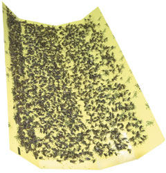 BUY Replacement Glue Board for 17" x 8" Black Light Trap