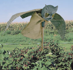 BUY Prowler Owl Bird Repeller