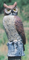 BUY Rotating Head Owl