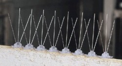 Plastic and Stainless Steel Bird Spikes