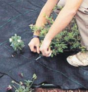 BUY Pro5 Professional Weed Barrier - 6 ft. x 300 ft. roll