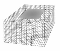 Live Trap for Sparrows